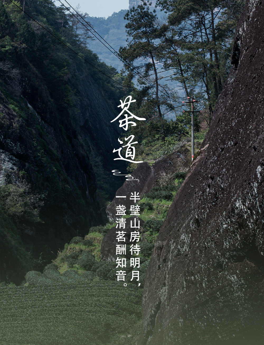 茶详情1_01.jpg