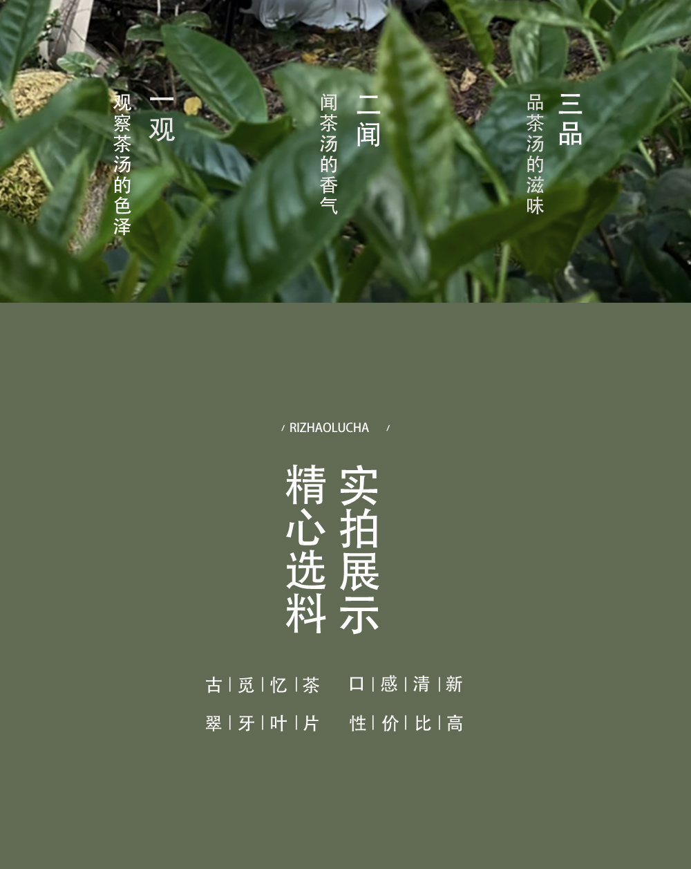 茶详情1_03.jpg